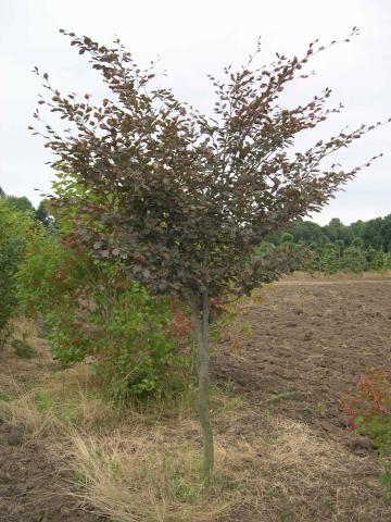 Fagus sylvatica 'Tricolor'